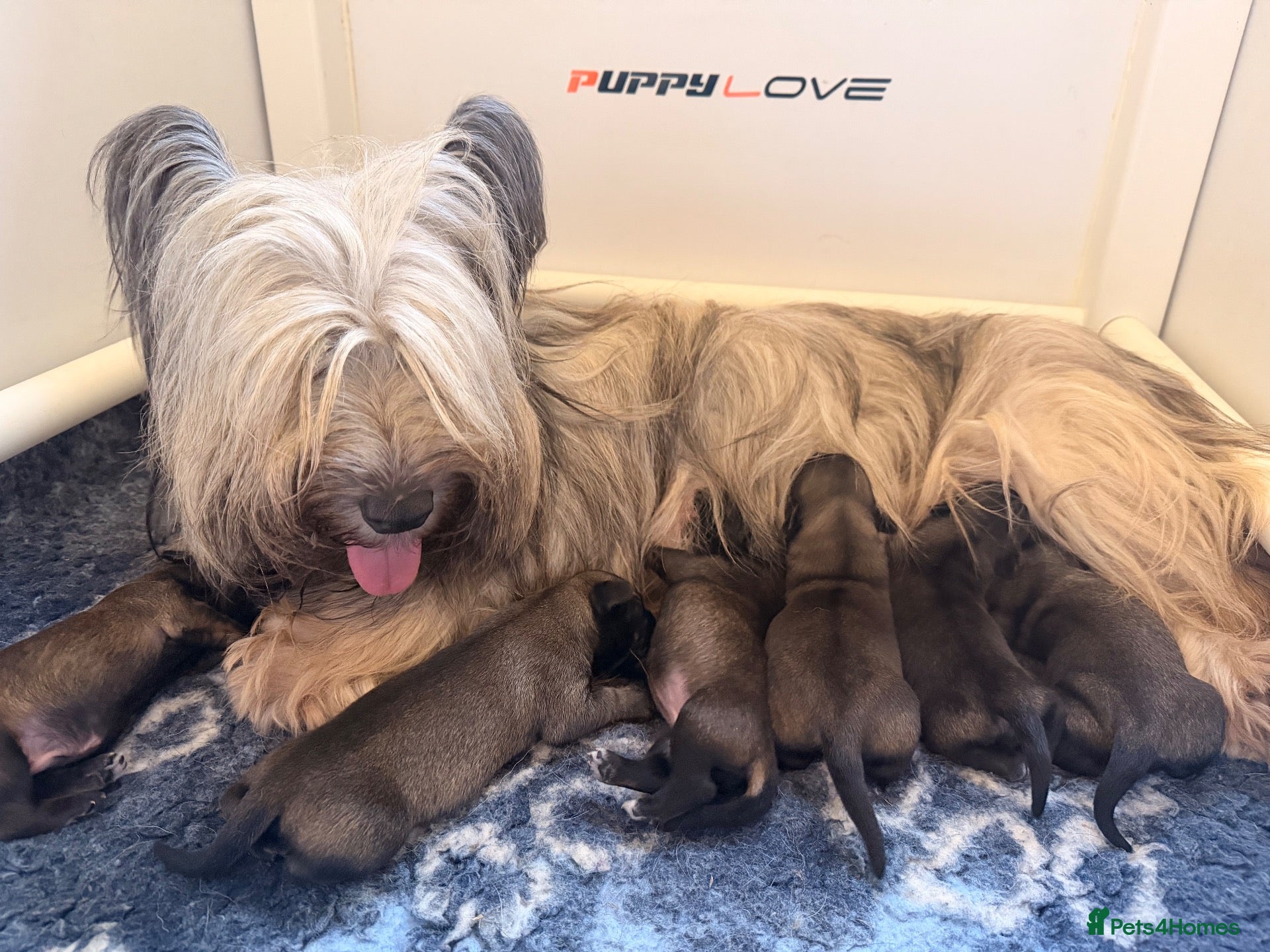 Skye Terrier dogs for sale: KC Reg Skye Terrier Cream puppies  - Advert 1