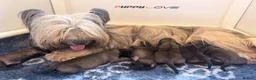 Skye Terrier dogs for sale: KC Reg Skye Terrier Cream puppies  - Advert 1