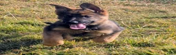 German Shepherd dogs for sale: K.C. reg GSD female - Advert 2