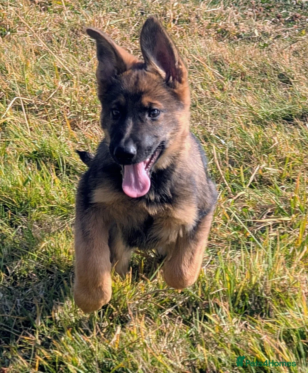 German Shepherd dogs for sale: K.C. reg GSD female - Advert 2