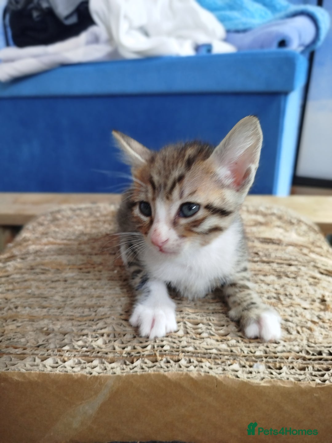 Georgious SavannahF5 Mix Kittens – Unique Markings for sale