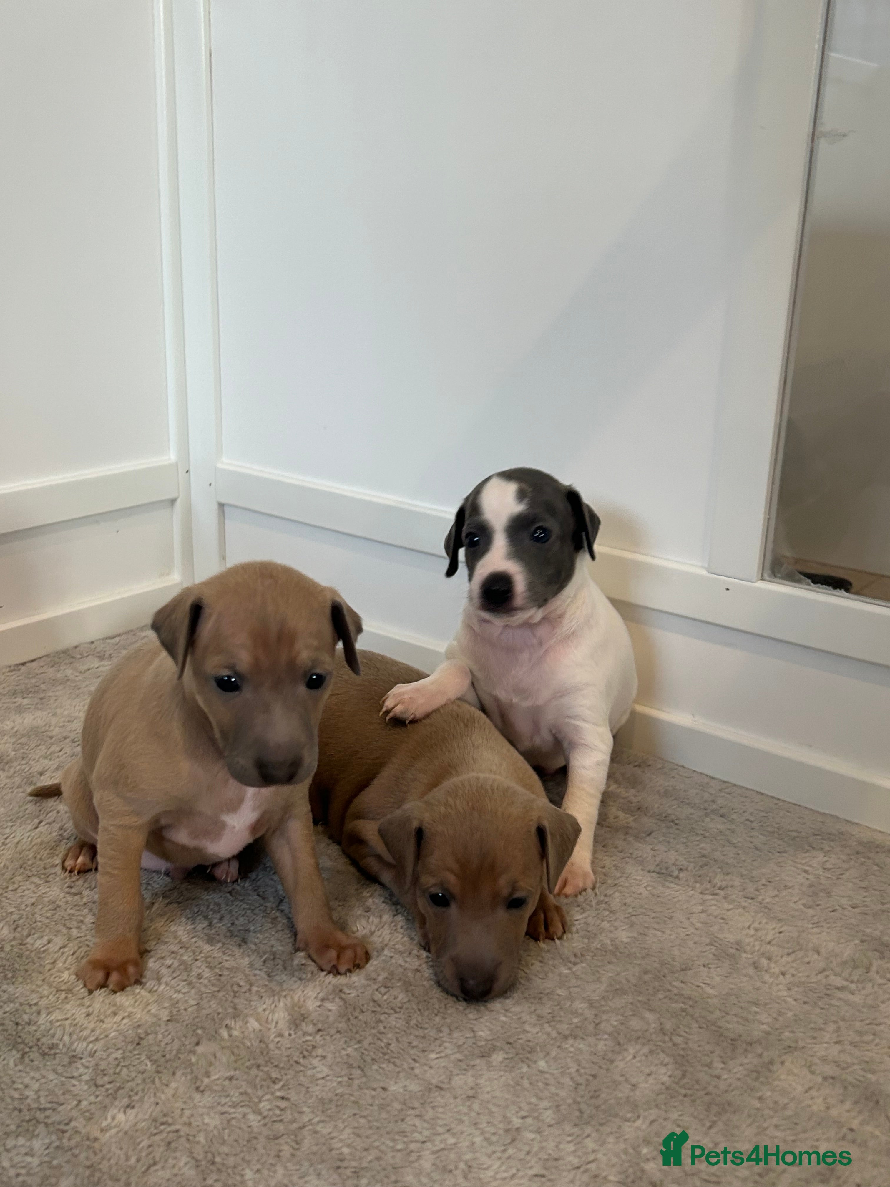 Italian Greyhound dogs Beautiful KC Reg Italian Greyhound puppies  - Advert 2