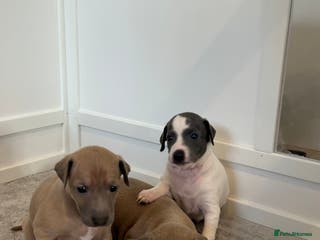 Italian Greyhound dogs Beautiful KC Reg Italian Greyhound puppies - Advert 2