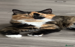 Mixed Breed cats for sale: 1 black male remaining - Image 4