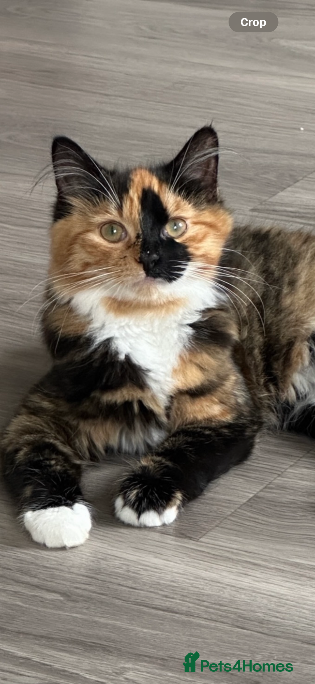 Mixed Breed cats for sale: 1 black male remaining - Image 4