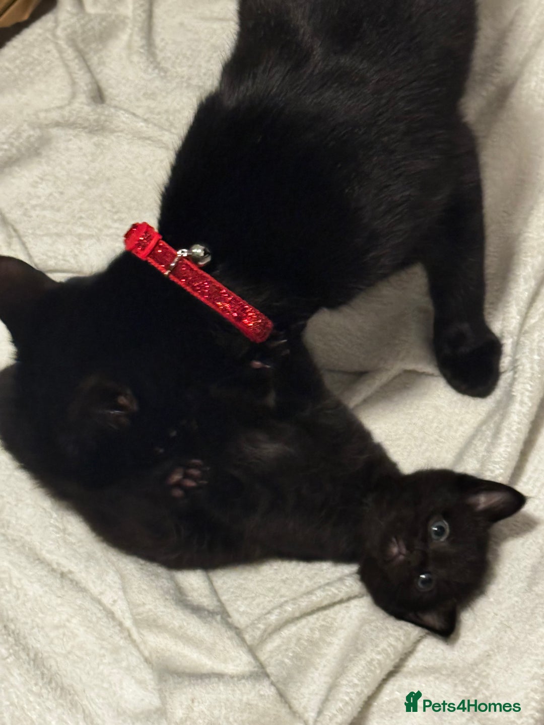 Mixed Breed cats for sale: 5 adorable 9 WEEK OLD kittens ready to go 😻 - Advert 7