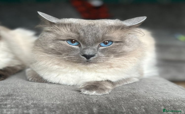 Ragdoll cats - Advert 2
