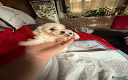 Maltese dogs for sale: Bichon puppies for sale ready to go! - Image 4