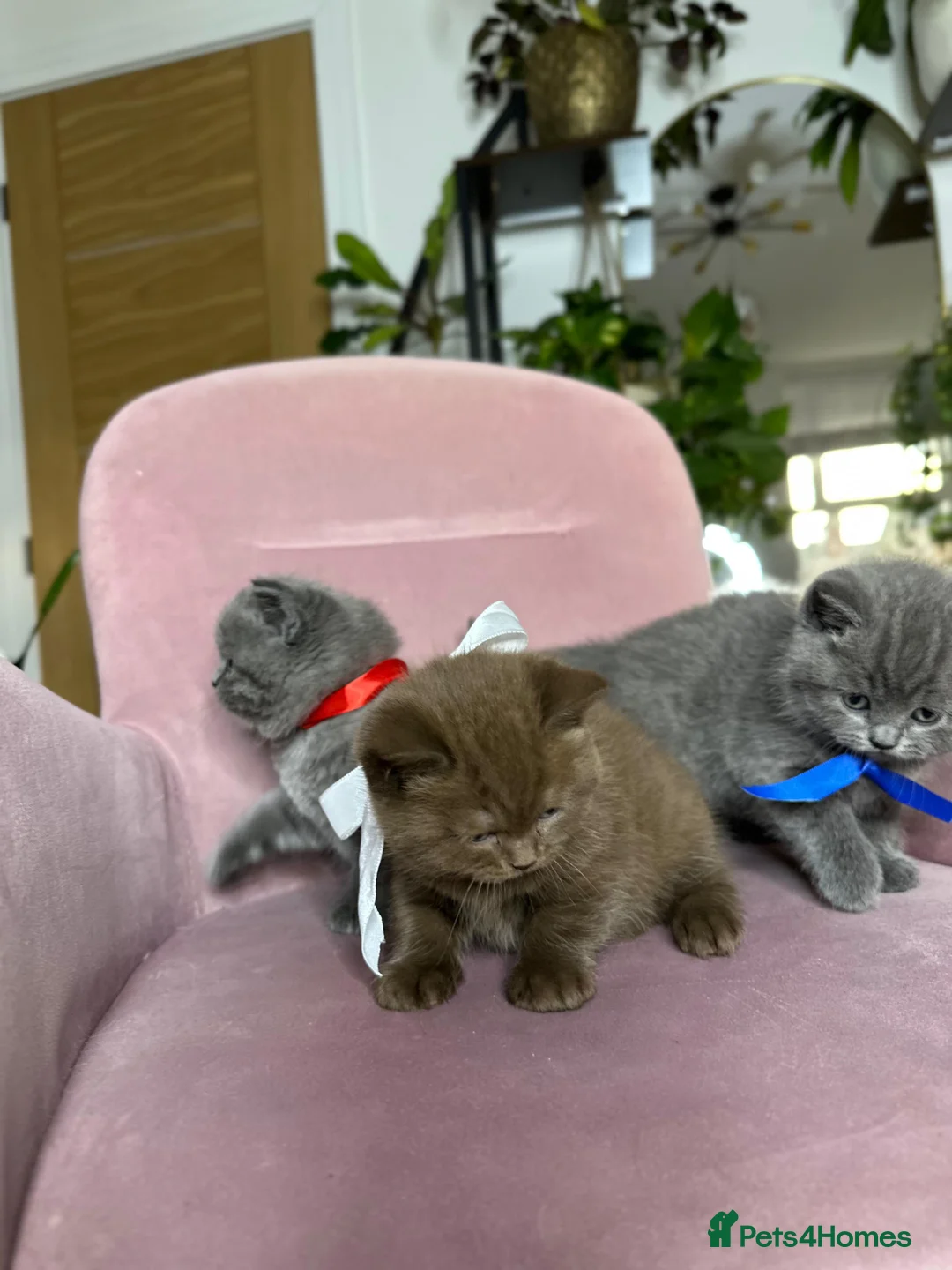 British Shorthair cats for sale: Adorable British Shorthair Kittens for Sale in Lincoln - Advert 22