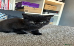 British Shorthair cats for sale: Champion GCCF Black British Shorthair Kittens - Image 10