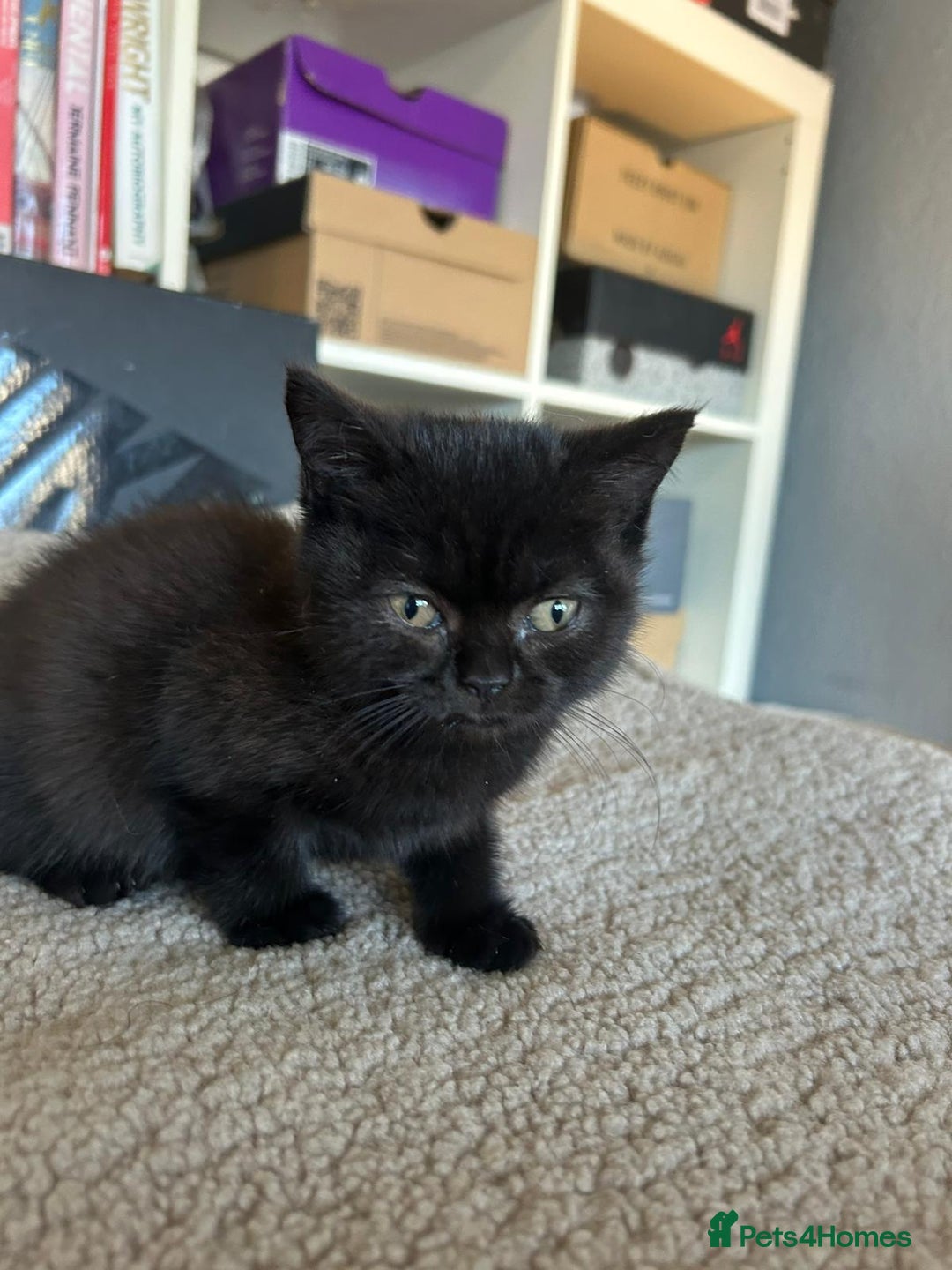 British Shorthair cats for sale: Champion GCCF Black British Shorthair Kittens - Image 10