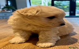Mixed Breed dogs for sale: Gorgeous Westiepoo Puppies! - Image 5