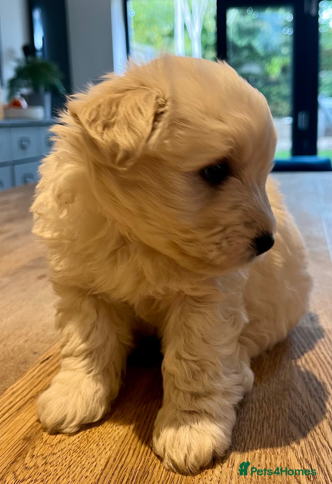 Mixed Breed dogs for sale: Gorgeous Westiepoo Puppies! - Image 5