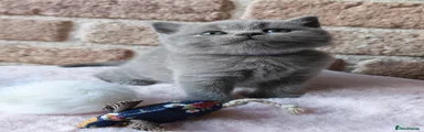 British Shorthair & Longhair