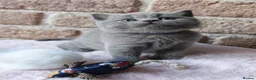 British Longhair cats for sale: British Shorthair & Longhair Kittens - Advert 2