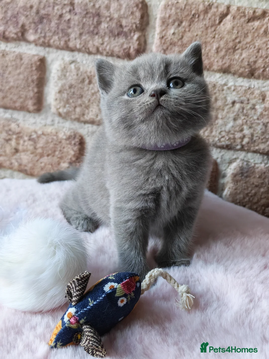 British Longhair cats for sale: British Shorthair & Longhair Kittens - Advert 2