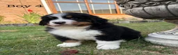 Bernese Mountain Dog dogs for sale: BEAUTIFUL BERNESE MOUNTAIN DOG PUPPIES-4 BOYS !!! - Advert 31