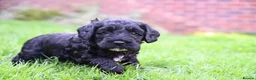 Cockapoo dogs for sale: 🌟 Vet-Checked F2 Cockapoo Girls – Ready 24 July🐾 - Advert 19