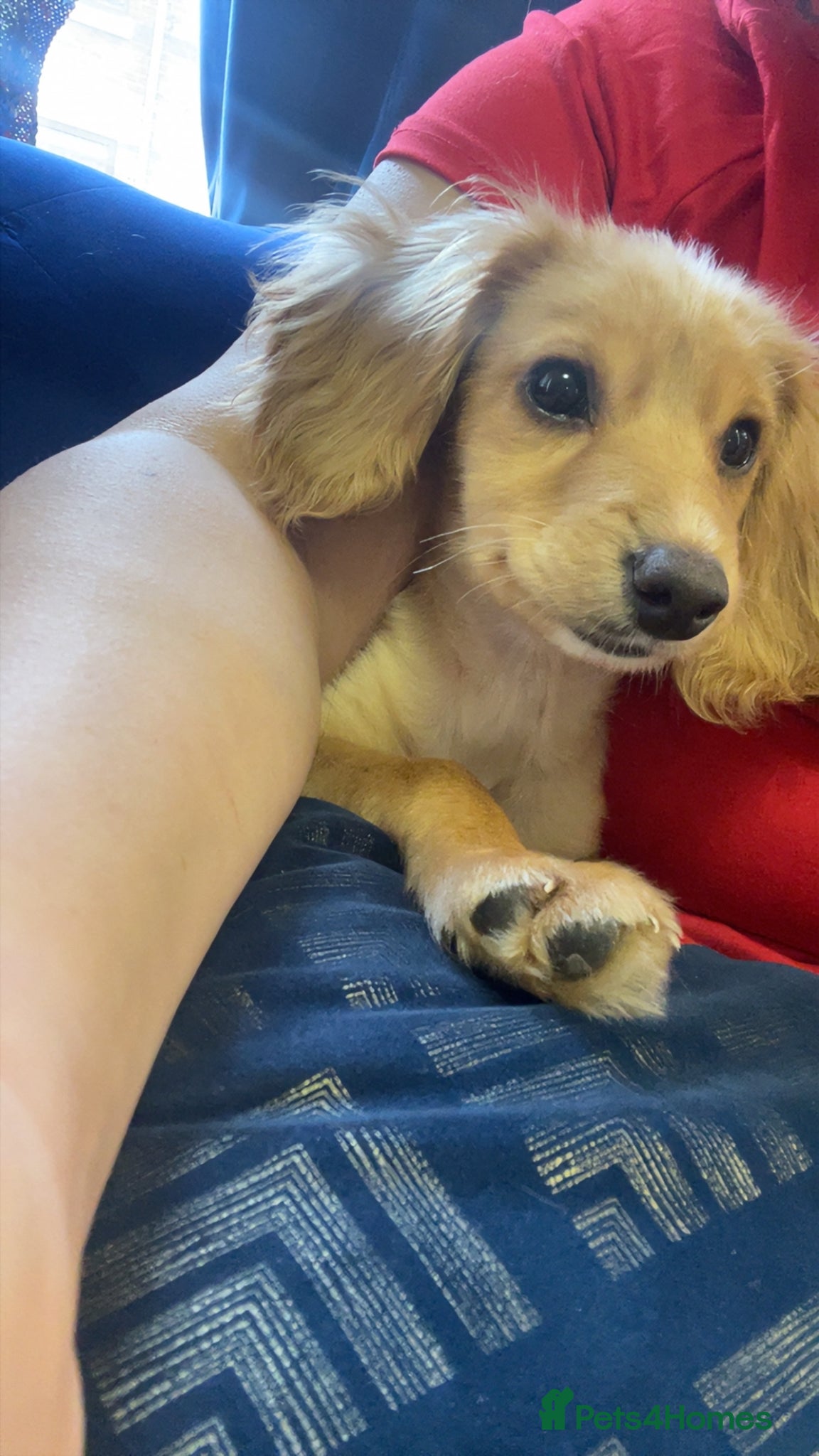 Mixed Breed dogs Cockapoo apricot  - Advert 1