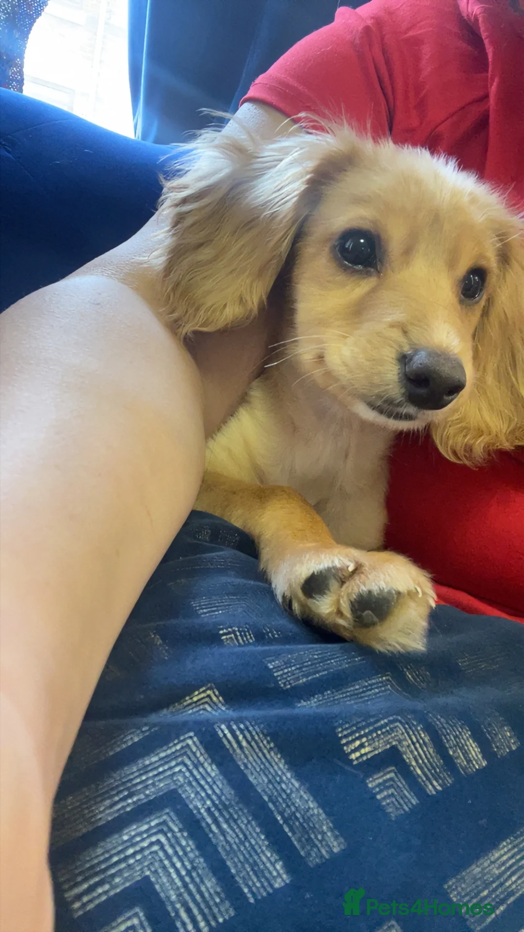 Mixed Breed dogs for sale: Cockapoo apricot  in Crewe - Advert 1