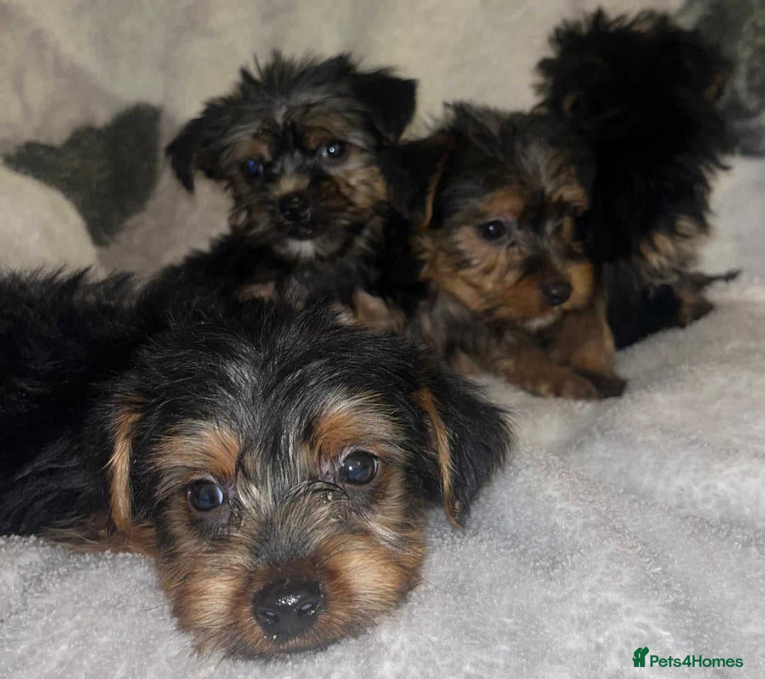 Yorkshire Terrier dogs for sale: Yorkshire Terrier Puppies  - Advert 16