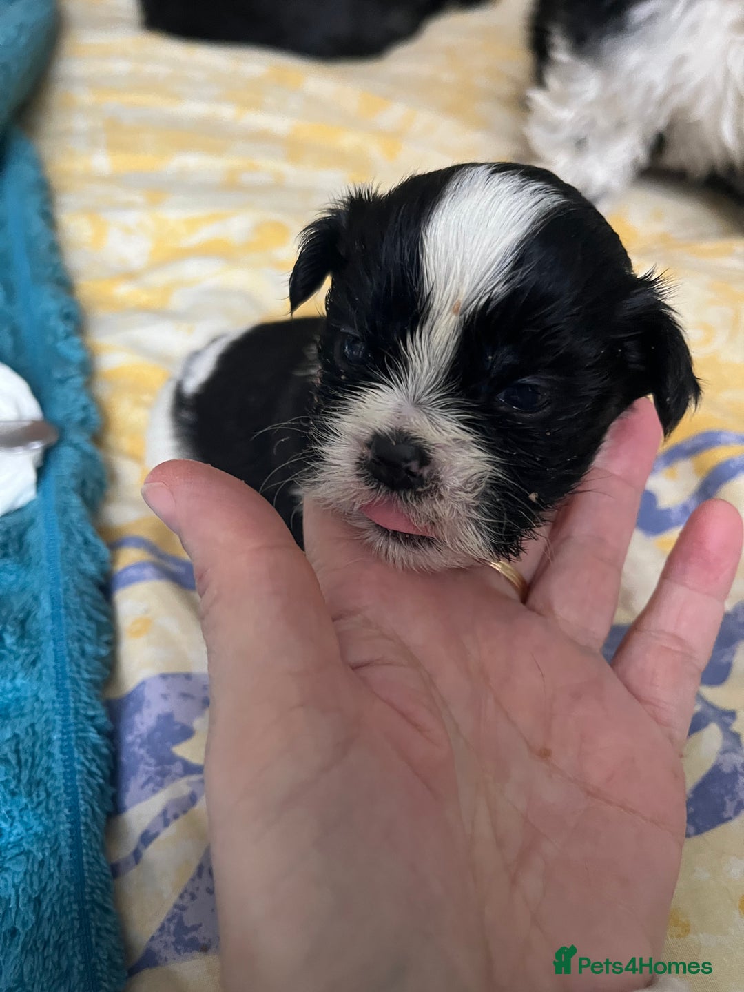 Shih Tzu dogs for sale: Two little boy Shih Tzu looking for their family - Advert 3