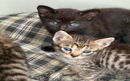 Bengal cats for sale: Beautiful farm reared bengals  - Image 21