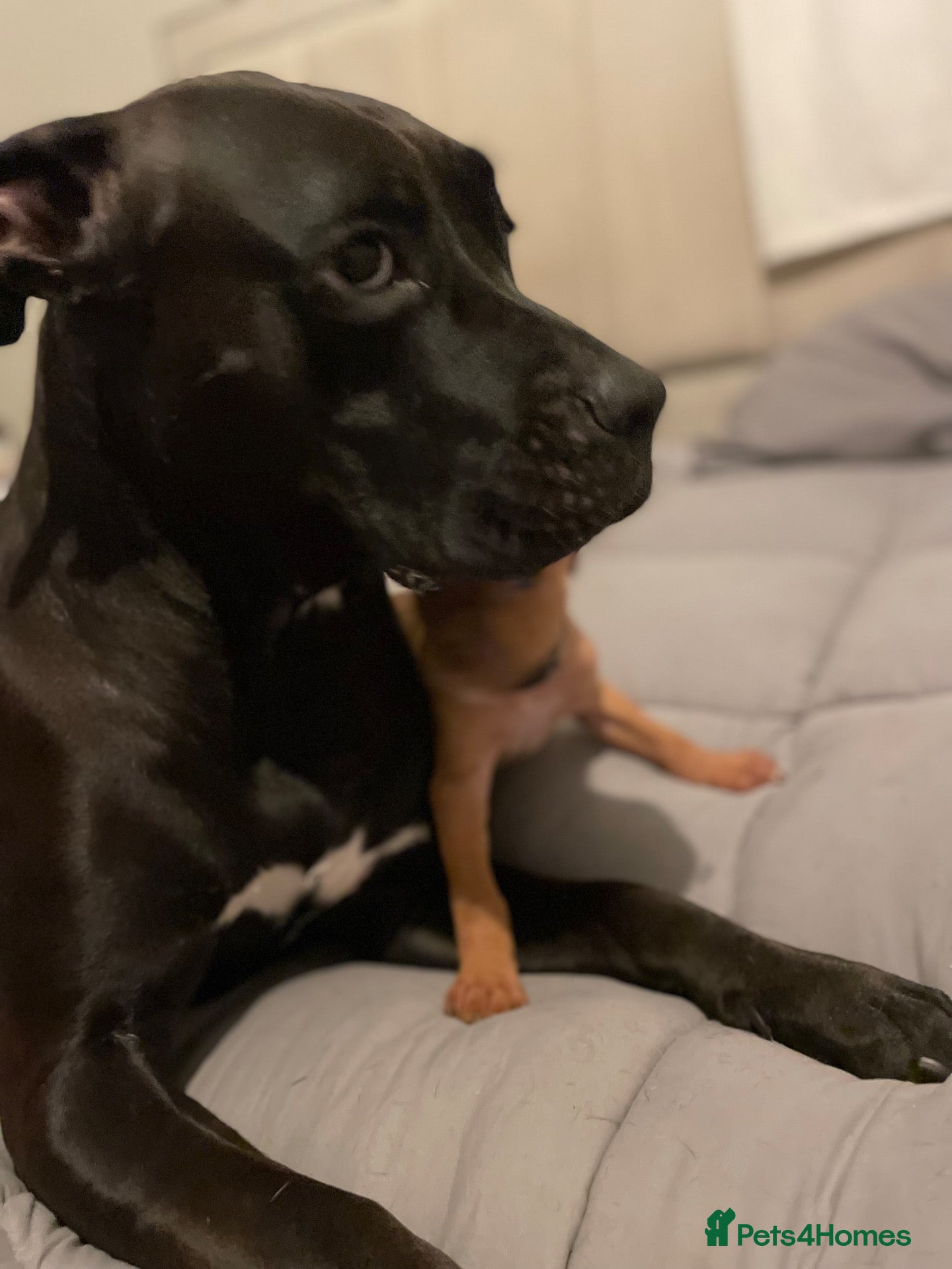 Mixed Breed dogs 2 cane corso x staffy girls  - Advert 4