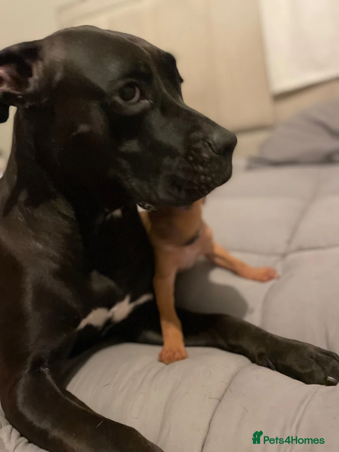 Mixed Breed dogs for sale: 2 cane corso x staffy girls  in Birmingham - Advert 1