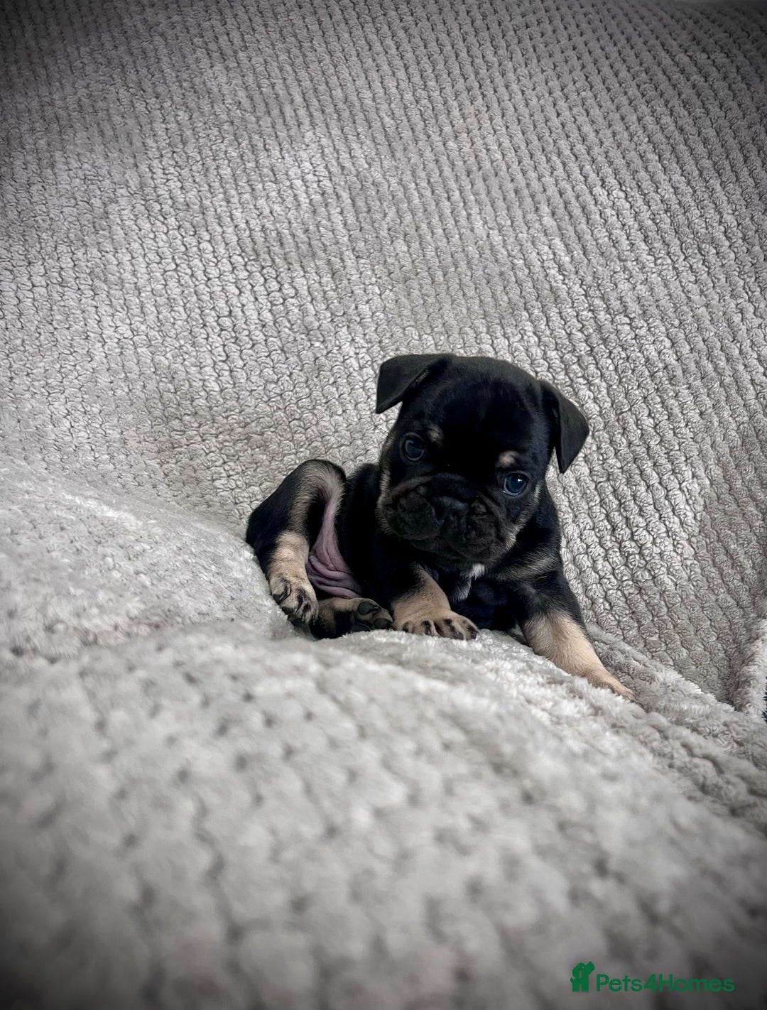 French Bulldog dogs for sale: Gorgeous Puppies ready to be reserved  - Image 8