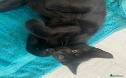 Mixed Breed cats for sale: Gorgeous little panthers - Image 7