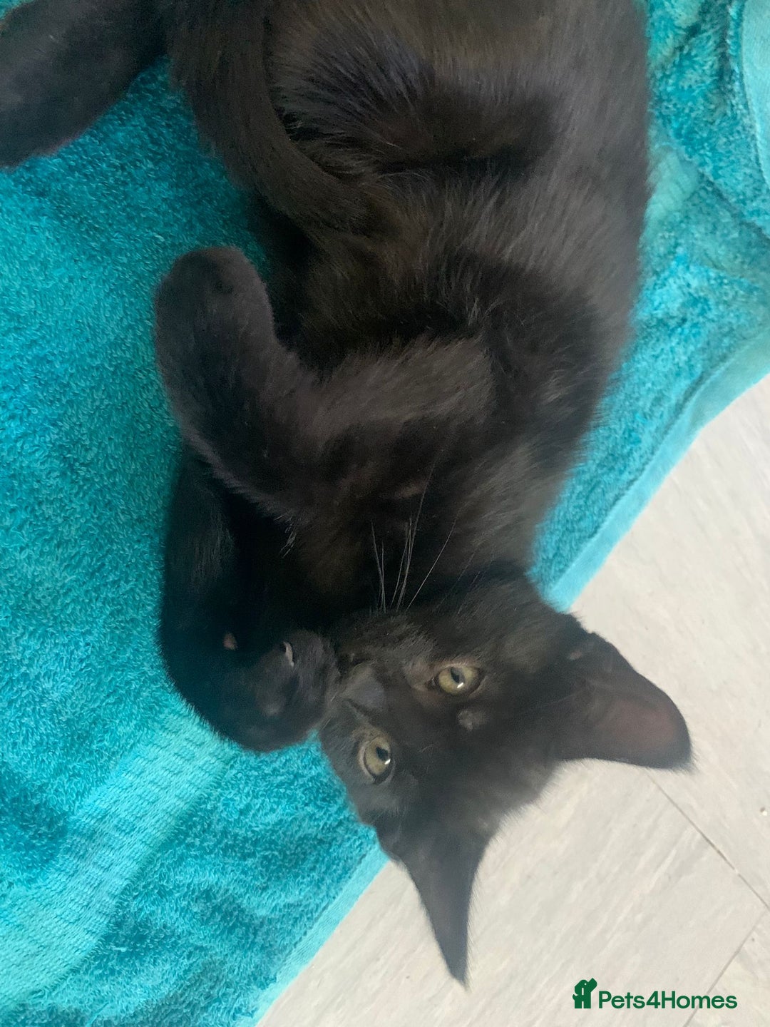Mixed Breed cats for sale: Gorgeous little panthers - Image 7