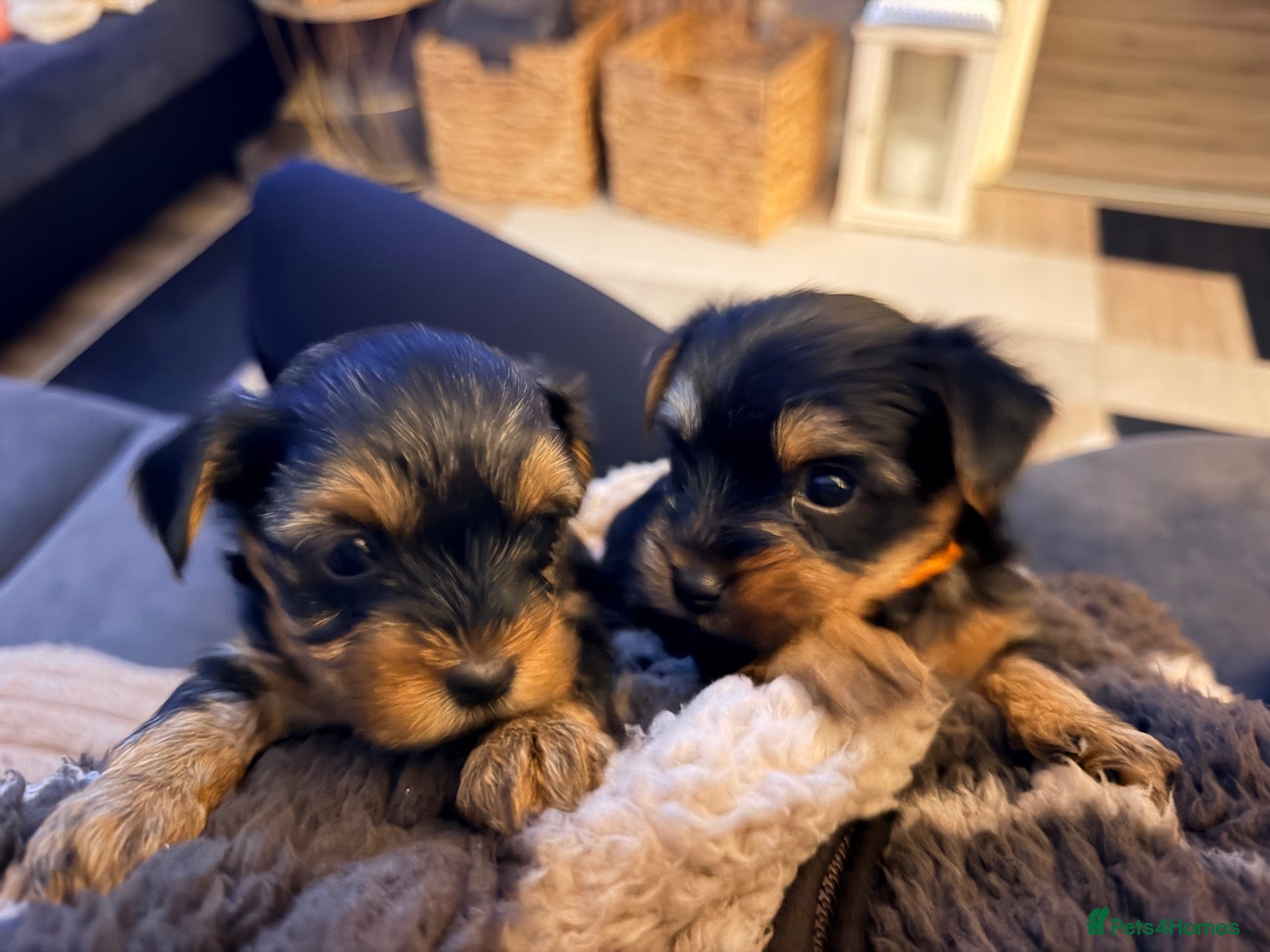 Yorkshire Terrier dogs Yorkshire terrier puppies 3 boys left - Advert 3