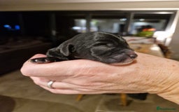 Mixed Breed dogs for sale: Sprockerpoo puppies for sale - Advert 6