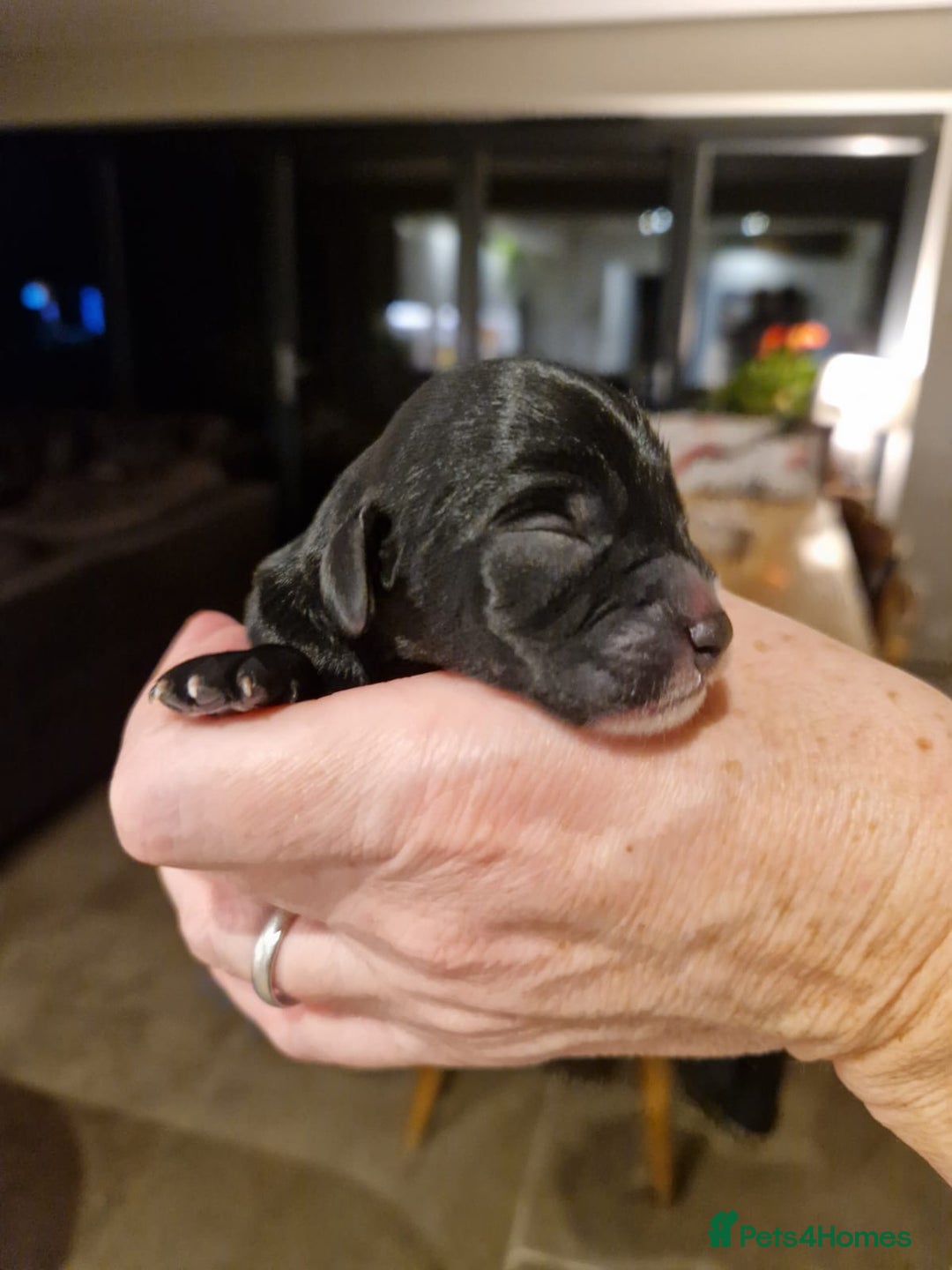 Mixed Breed dogs for sale: Sprockerpoo puppies for sale - Advert 6