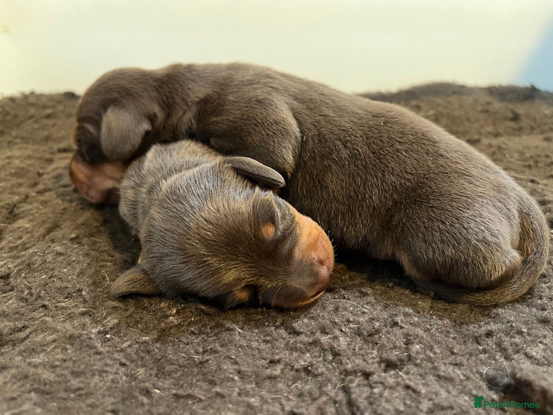 Miniature Dachshund dogs for sale: KC Miniature Dachshund puppies - Image 9