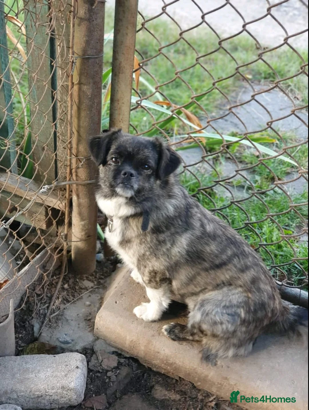 Mixed Breed dogs for adoption: 💔🐶 JUDY – A LITTLE ANGEL in Kettering - Advert 2