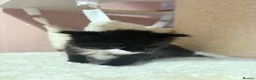 Ragcoon cats for sale: Beautiful Ragcoon Kittens for Sale - Advert 11