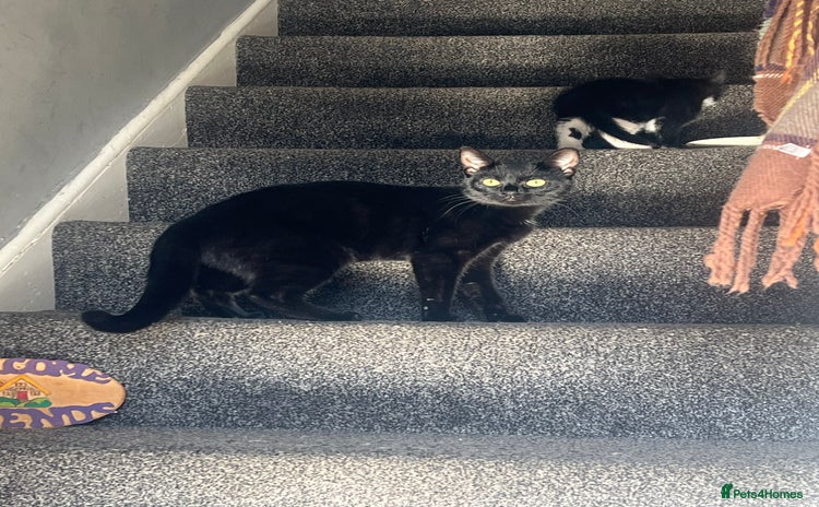 Domestic Shorthair cats - Advert 4
