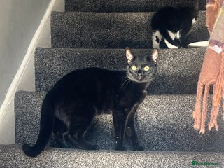 Domestic Shorthair cats - Advert 22