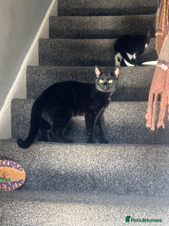 Domestic Shorthair cats - Advert 8