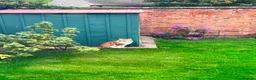 Maine Coon cats for sale: Mainecoon Adult Ginger Male Cat  - Advert 3