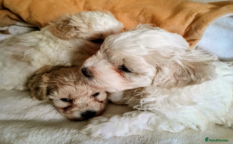 Maltipoo dogs - Advert 14