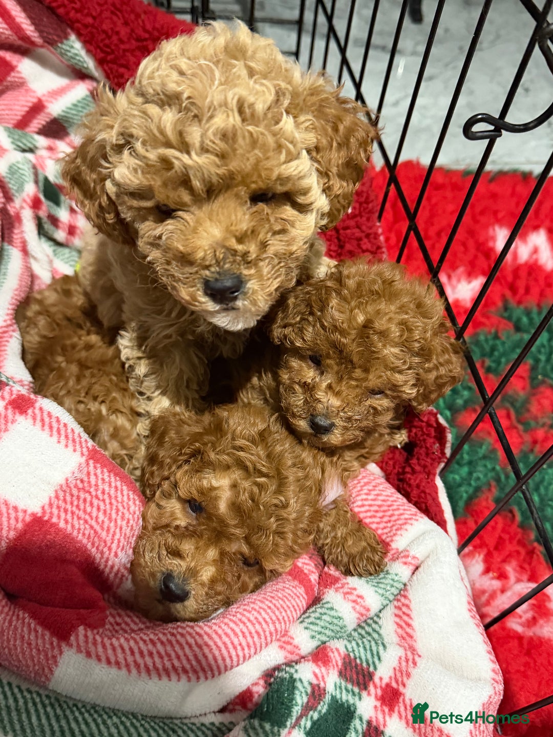 Cavapoo dogs for sale: 8 x cavapoo F1B puppies ready to leave  - Advert 27