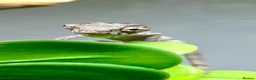 Chameleon reptiles for sale: Hatchling panther chameleons  - Advert 3