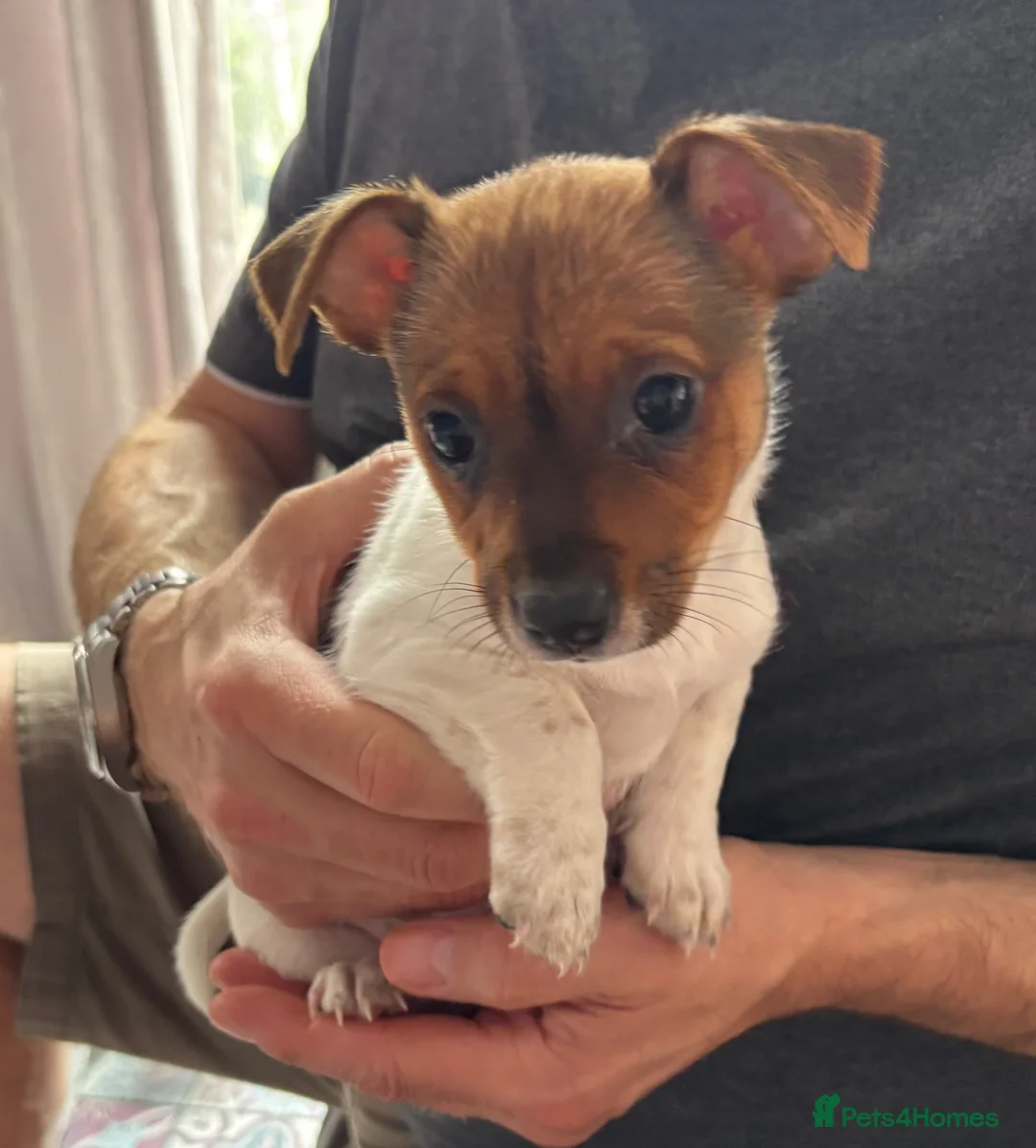 Jack Russell dogs for sale: Two gorgeous Jack Russell’s for sale in Barnsley - Advert 2