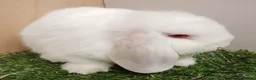 Mini Lop rabbits for sale: Vaccinated RHVD2 with Yuravac.  Baby Mini Lops - Advert 8