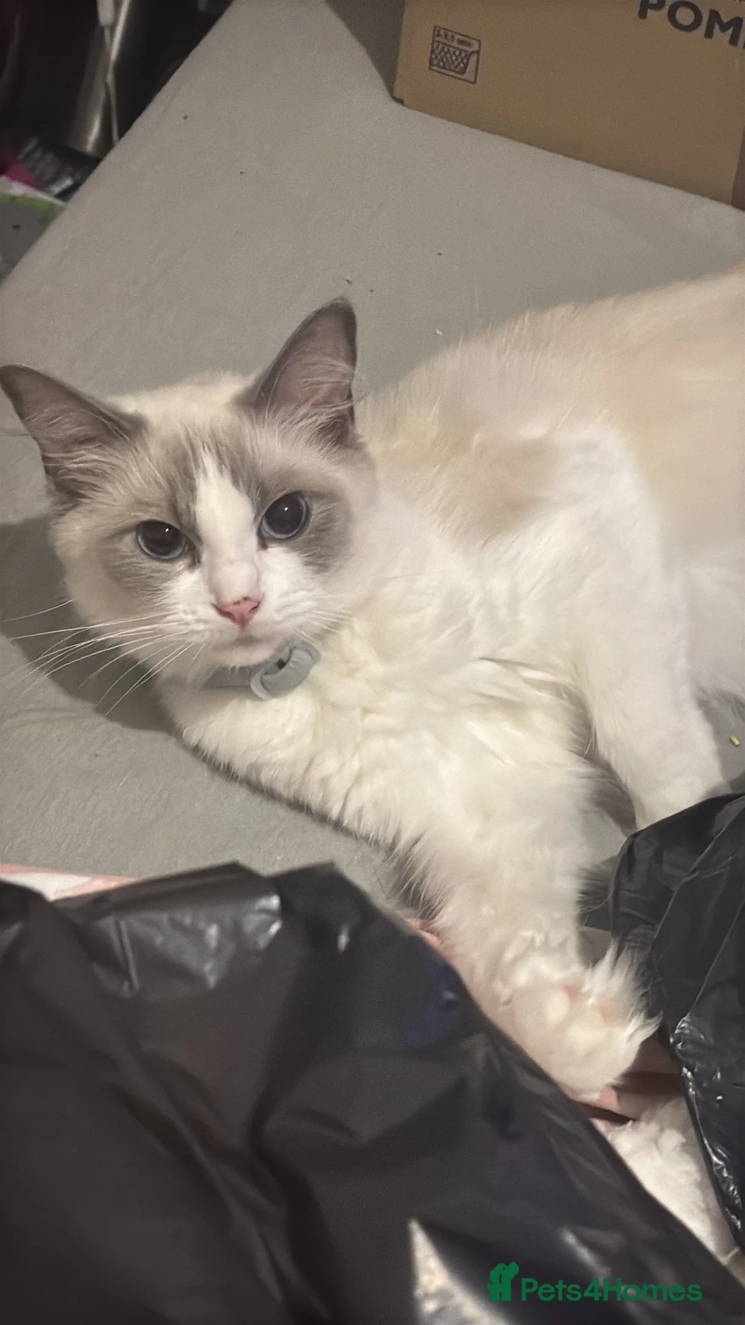 Ragdoll cats for sale: Cleo the ragdoll  - Advert 1