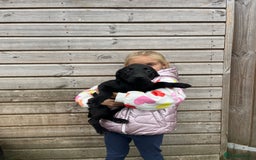 Labrador Retriever dogs for sale: Labrador puppys ⭐️ reduced price ⭐️ - Image 4