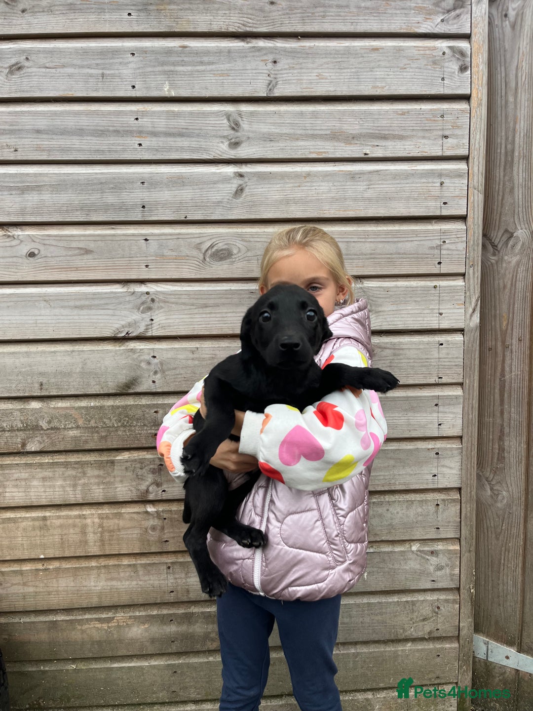 Labrador Retriever dogs for sale: Labrador puppys ⭐️ reduced price ⭐️ - Image 4